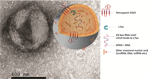 An exosome seen after 30,000-fold magnification under a transmission electron microscope and a graphical representation of exosomes showing packaging of therapeutic RNA with the help of scaffold protein L7ae fused to exosomal marker protein CD63. (Credit: Surya Shrivastava / City of Hope)