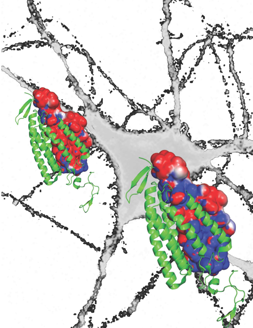 excitatory cellular channel