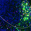 CANE visualized neurons