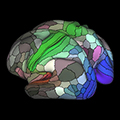 map of areas in human cortex