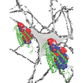 excitatory cellular channel