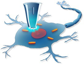 Nanopipette sampling a neuron without disturbing function