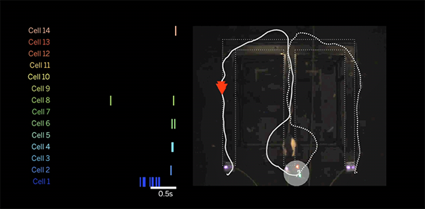 Activity in hippocampal cells shows a forward replay event representing the path the rat will take next.