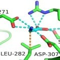 Model showing glycine (teal) docking on the receptor GPR158. The dotted lines show contacts glycine molecule forms with GPR158. Courtesy of the Martemyanov lab, The Herbert Wertheim UF Scripps Institute for Biomedical Innovation & Technology.